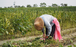 <strong>有效防治芝麻黑斑病的方法有哪些？</strong>