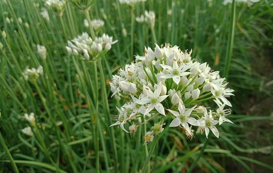 出口型韭菜花栽培技術(shù)介紹，有哪些需要注意的？