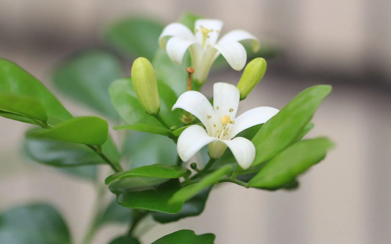 九里香種下后幾年開花？有哪些種植要求？