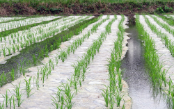 <strong>除草膜滅草的效果怎么樣？對農作物藥害有什么表現？</strong>