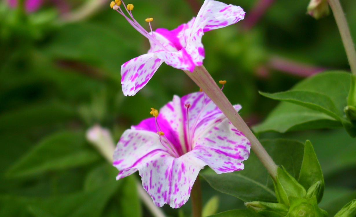 紫茉莉是茉莉花嗎？有哪些生長習性？