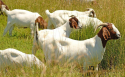 <strong>飼養波爾山羊需要什么條件？如何能降低飼養成本？</strong>