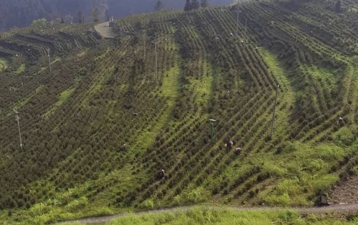 種植枇杷的園地應該如何規劃更加完善？