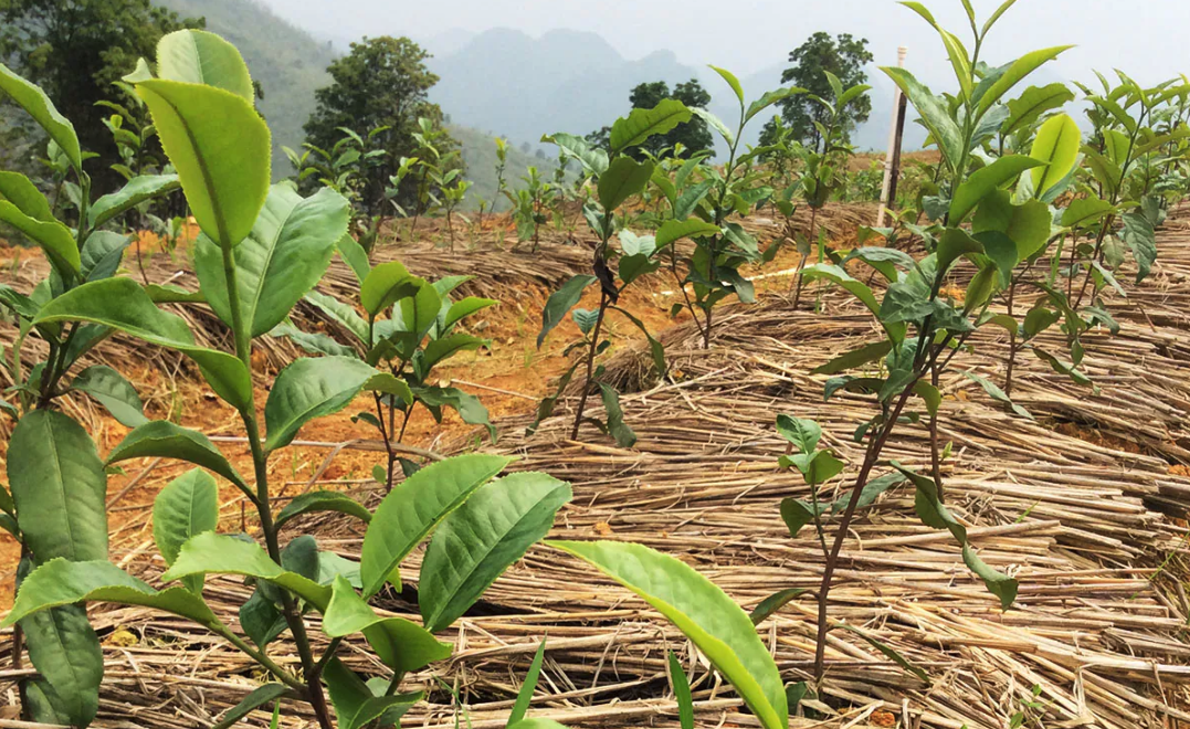 茶苗怎么解決病蟲害，有哪些防治措施？  