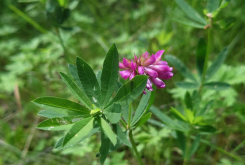 <strong>植物野火球對生態環境有什么要求？形態特征是怎樣的？</strong>