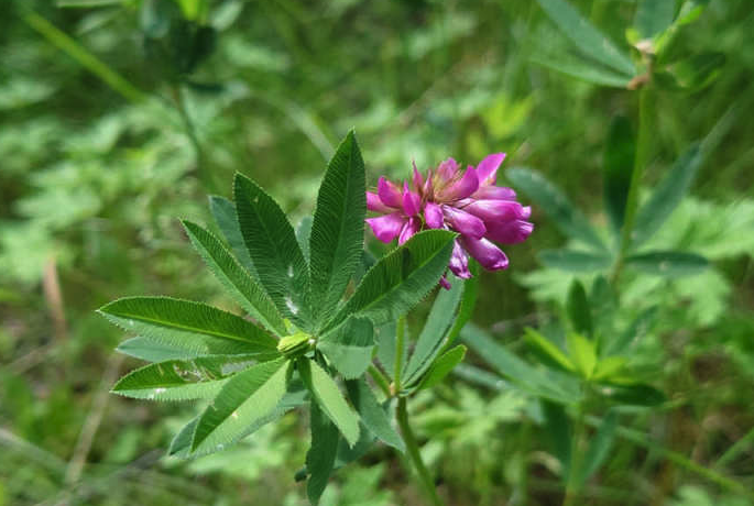 植物野火球對生態環境有什么要求？形態特征是怎樣的？