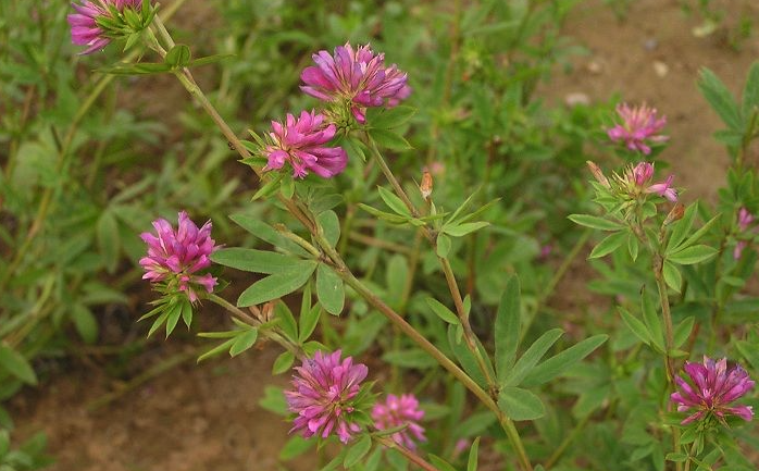 植物野火球對生態環境有什么要求？形態特征是怎樣的？