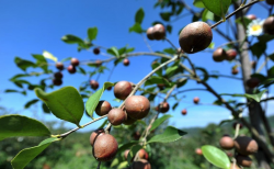 <strong>油茶種植時間和方法有哪些？</strong>