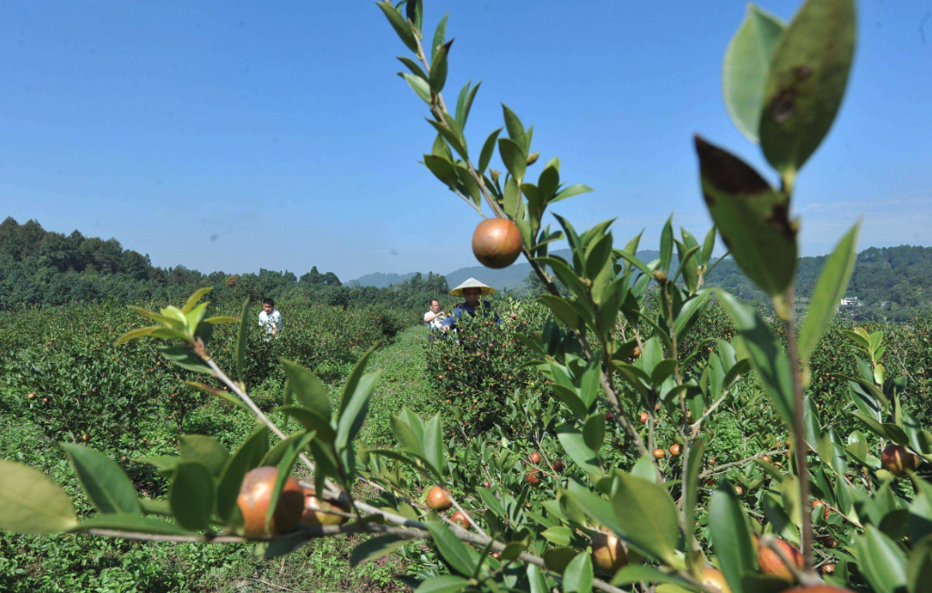 我國油茶種植基地在哪里？分布廣泛嗎？