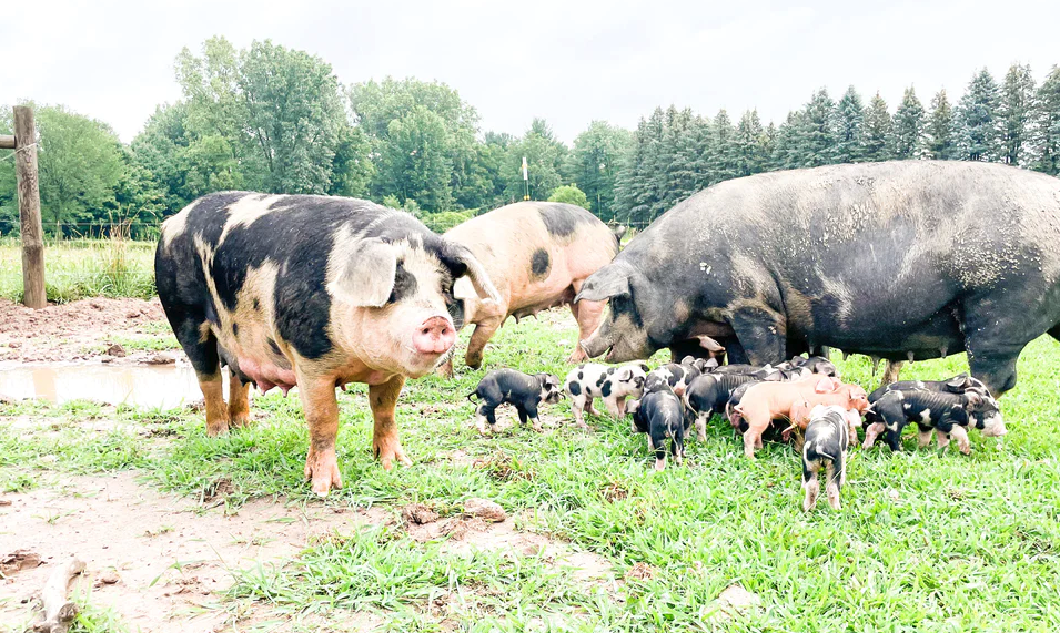 哺乳期母豬可以飼喂魚粉嗎，有哪些好處?