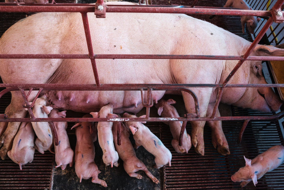 哺乳期母豬可以飼喂魚粉嗎，有哪些好處?