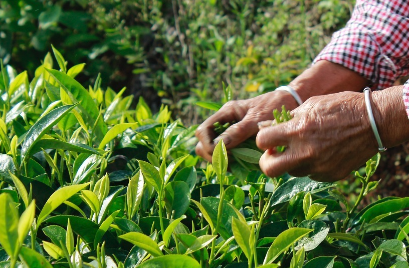 茶樹的生活習(xí)性怎么樣，分布在哪些地區(qū)？