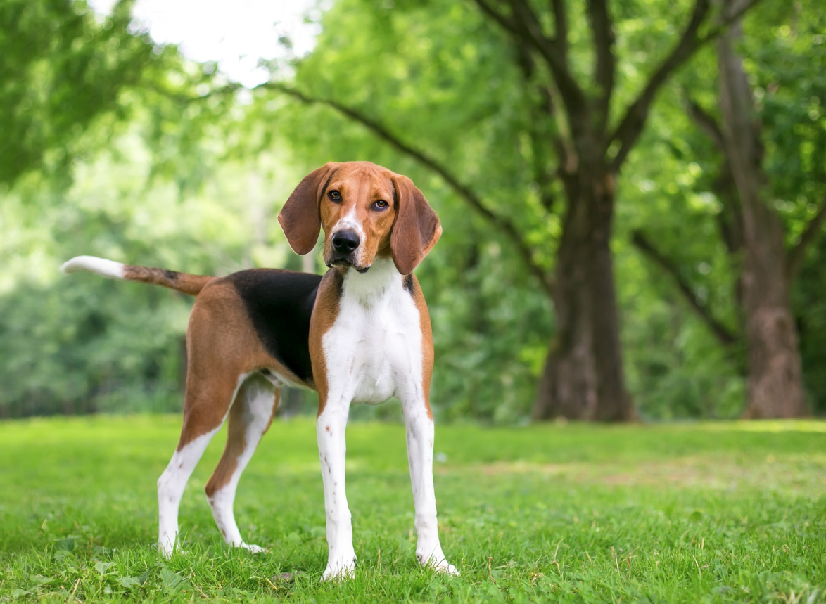 狂犬病是如何引起的？哪些動物可能攜帶狂犬病毒？