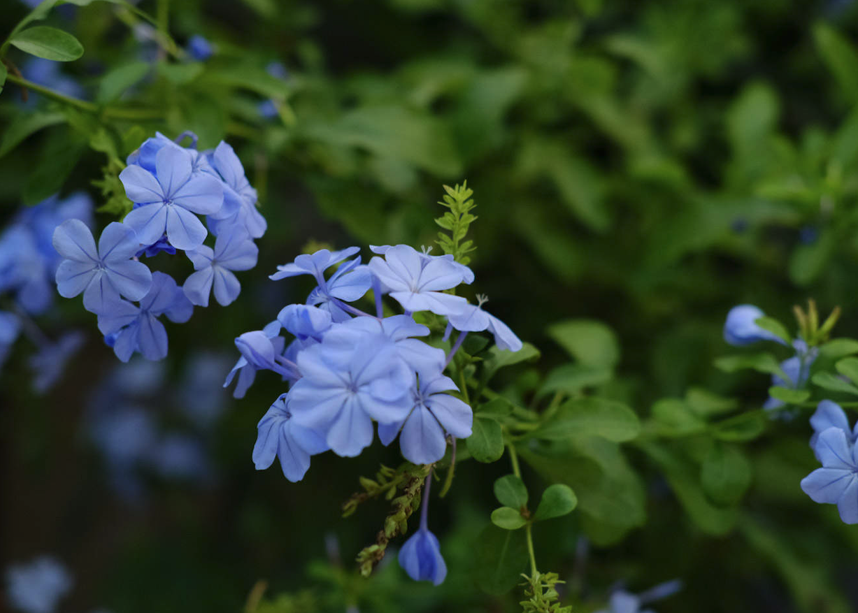 有哪些花是藍色的？