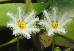 <strong>白花荇菜有哪些繁殖方式，如何進(jìn)行移栽？</strong>