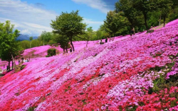 <strong>桃紅錐花福祿考有哪些生態習性，有哪些價值？</strong>