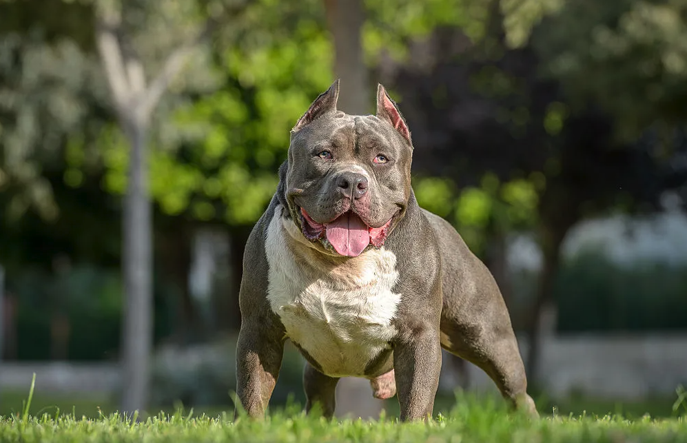 比特犬的有哪些經(jīng)濟(jì)價(jià)值，如何進(jìn)行飼養(yǎng)?