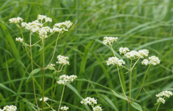 <strong>白花敗醬是一種什么植物，有哪些形態(tài)特點(diǎn)？</strong>