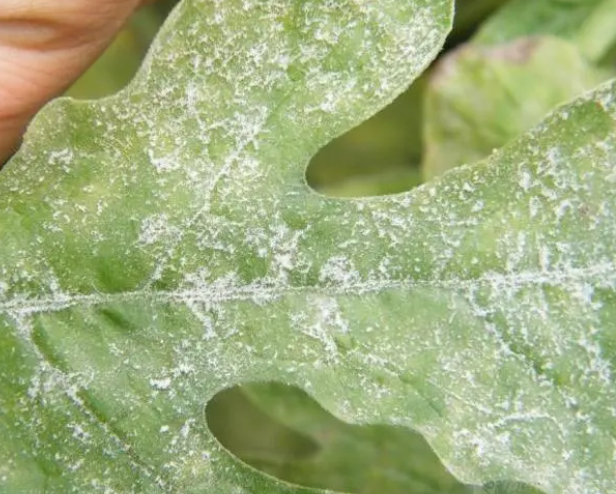 菊花白粉病癥狀和怎么防止