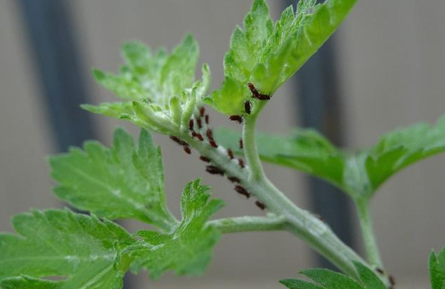 菊花蚜蟲的防治方法有哪些，敵敵畏可以噴施嗎