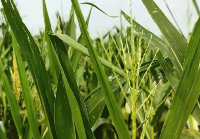 干旱情況下玉米花粉和花絲微體膜有哪些影響？