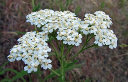 <strong>高山蓍草是什么植物，有哪些形態(tài)特點？</strong>