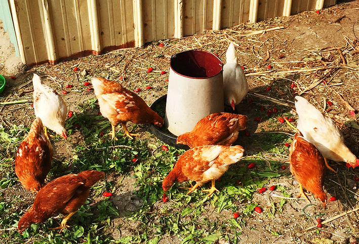 雞飼料中加入新霉素可以治療雞的大腸桿菌嗎，有哪些副作用？