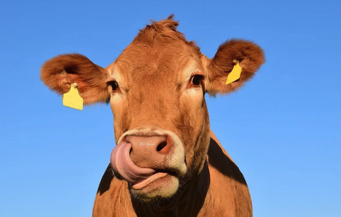 肉牛生長周期需要多久，飼料中添加什么可以增加肉的色澤?