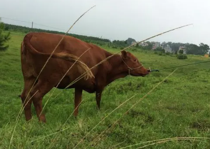 肉牛養(yǎng)殖技術和管理方法