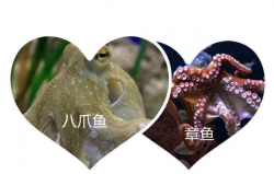 <strong>章魚和八爪魚有什么區別</strong>