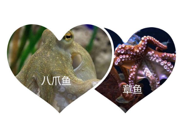 章魚和八爪魚有什么區別