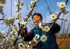 <strong>綠萼梅是什么梅花品種，有什么特點？</strong>