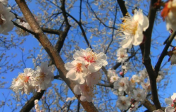 <strong>灑金梅常見病蟲害有哪些，如何防治？</strong>