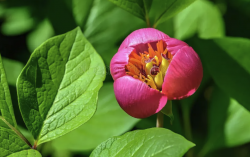 <strong>草芍藥的形態(tài)特點和花期時間介紹?</strong>