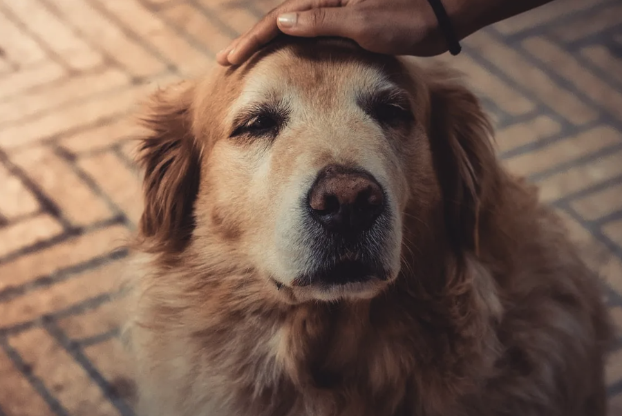 黃金尋回犬的體態(tài)特征如何？有什么樣的性格？