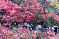 <strong>映山紅對(duì)種植環(huán)境有什么要求，花期在什么時(shí)候?</strong>