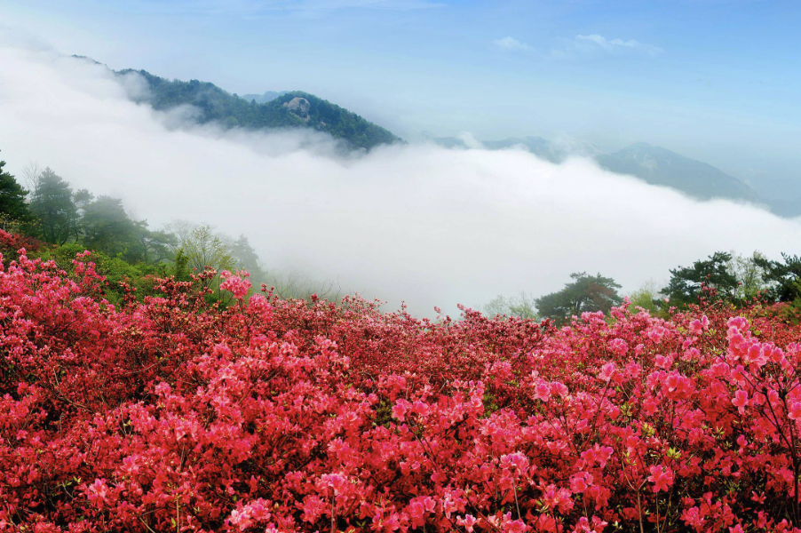 映山紅有哪些形態特點，主要生長在哪些地區?