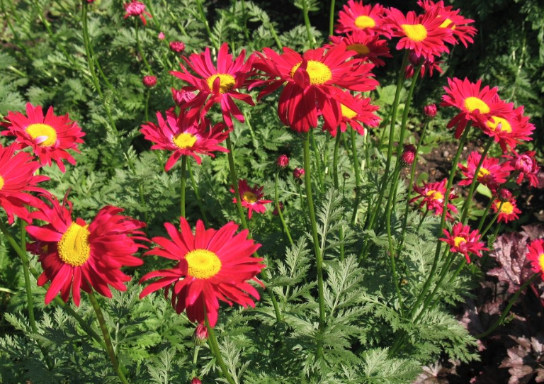 紅花除蟲菊如何進行種植，花期在什么時候?