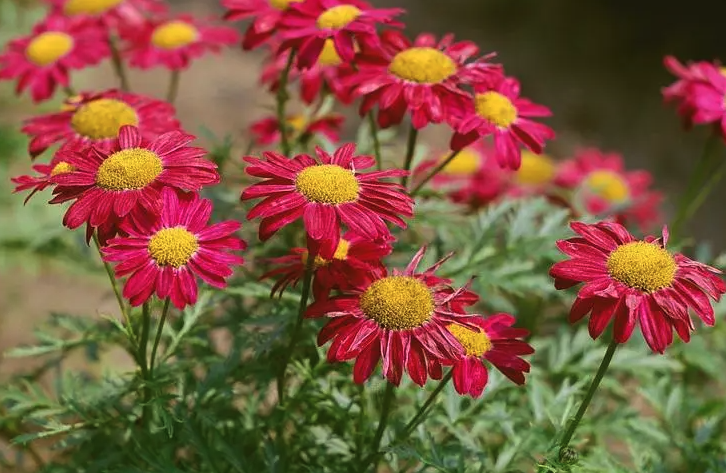 紅花除蟲菊培育種子和催芽的方法?