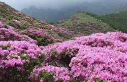 <strong>粗粒爐渣放在杜鵑花的花盆底部有哪些好處？</strong>