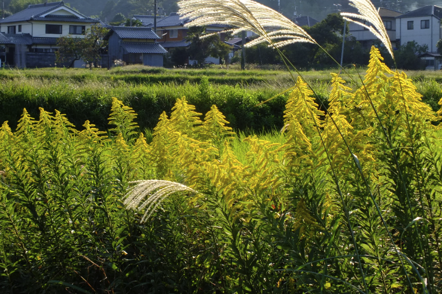 一枝黃花如何進(jìn)行栽培，需要準(zhǔn)備什么？