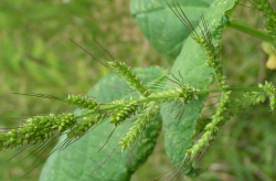 <strong>雀麥草主要有哪些用途，可以進(jìn)行飼喂牛羊嗎?</strong>