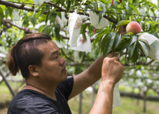 <b>水蜜桃種植需要多長時間才能結果？</b>