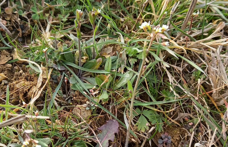 擬南芥是什么植物，有什么形態特點?