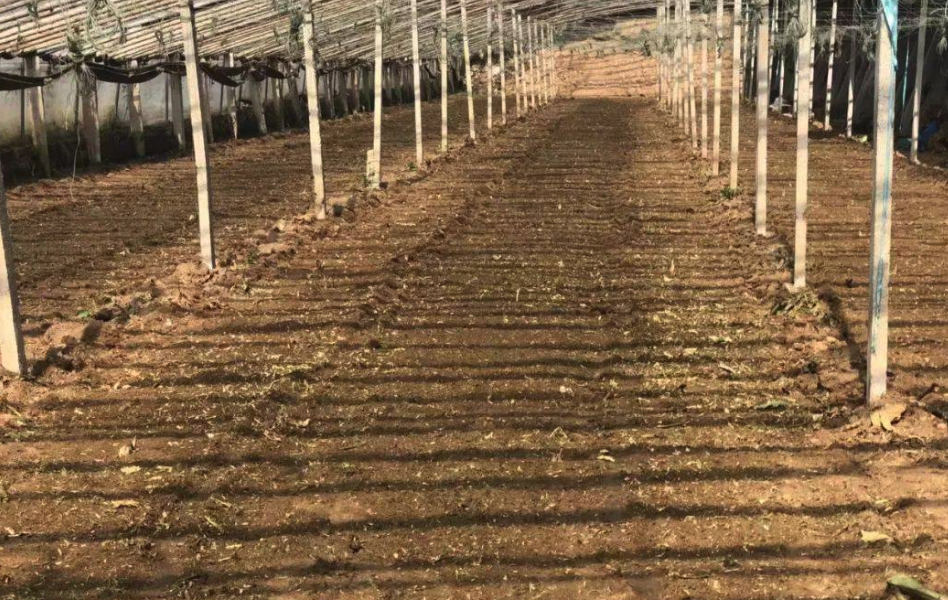 大棚番茄種植前如何進行土壤消毒?