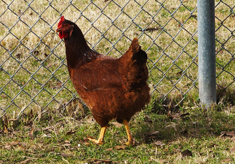 羅斯褐雞（Rhode Island Red）生長周期是多久，繁殖能力怎么樣?