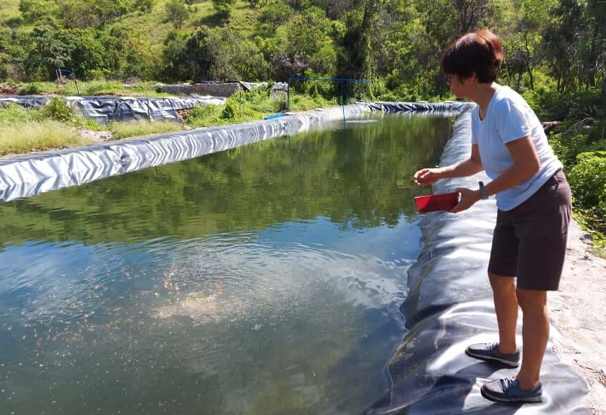 生石灰倒入池塘里可以消滅寄生蟲和病原菌嗎?