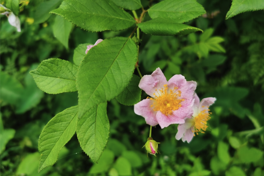 粉團薔薇有哪些繁殖方式？