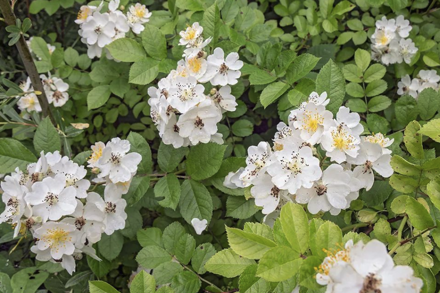 粉團薔薇是什么植物，有什么樣的形態特點？