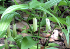 <strong>寶鐸草對(duì)光照和土壤有哪些要求，有哪些價(jià)值？</strong>